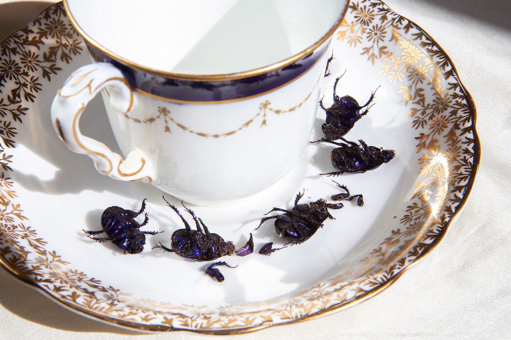 Beetle Tea, (Maisie Hill).jpg